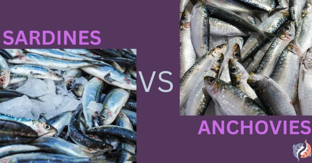 Sardines Vs. Anchovies