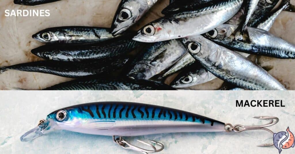 Sardines vs Mackerel
