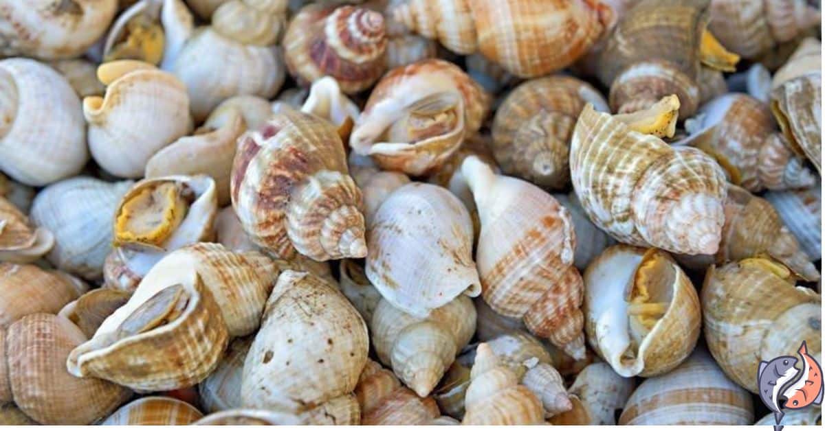 What Are Sea Snails? (Find Out If You Can Eat All)